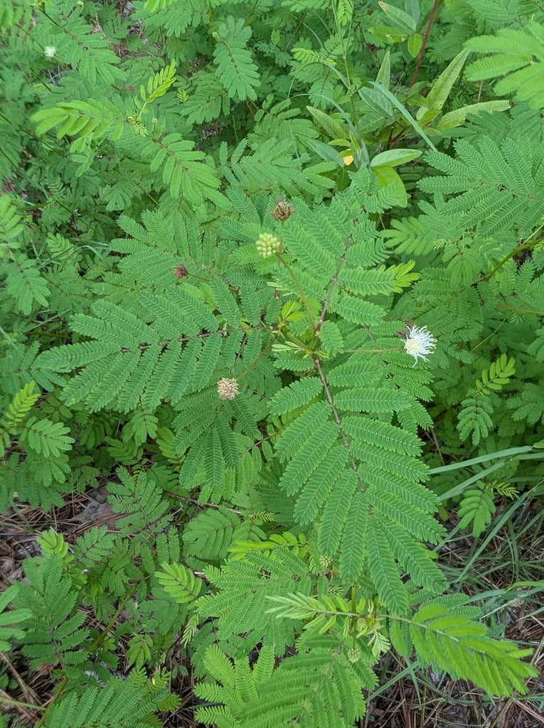 Illinois Bundleflower (Desmanthus illinoensis)