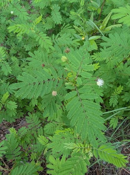 Illinois Bundleflower (Desmanthus illinoensis)