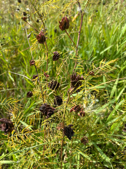 Illinois Bundleflower (Desmanthus illinoensis)