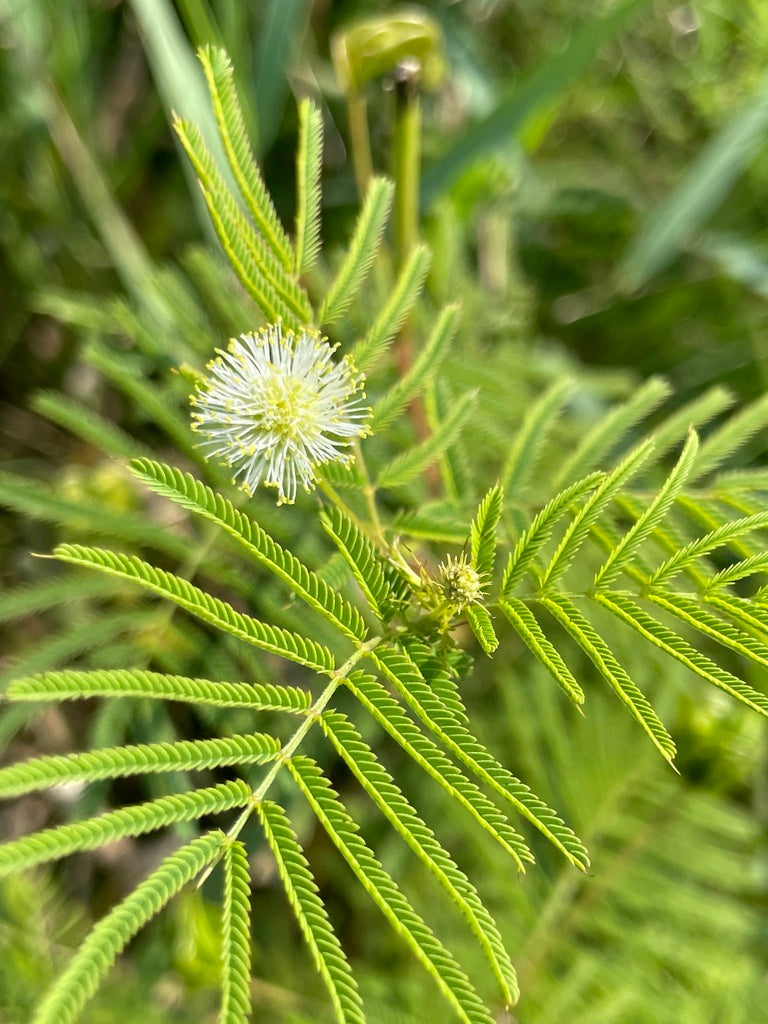 Illinois Bundleflower (Desmanthus illinoensis)