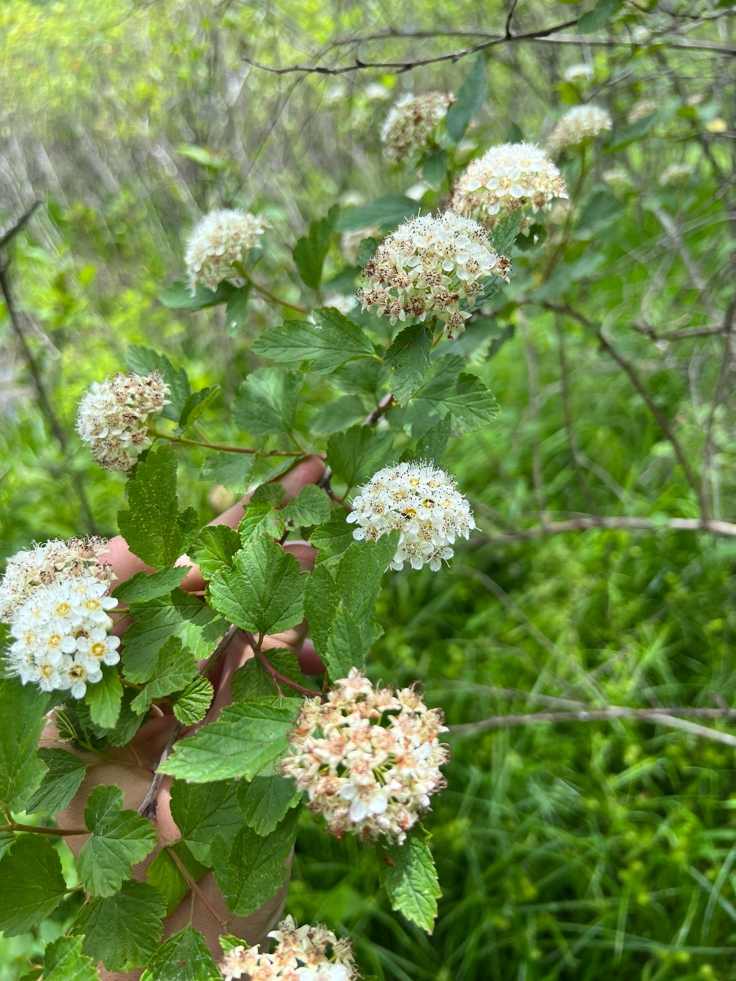 Prairie Ninebark (Physocarpus opulifolius)
