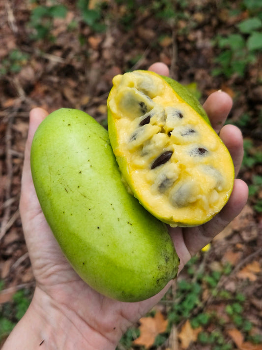 Pawpaw (Asimina triloba)