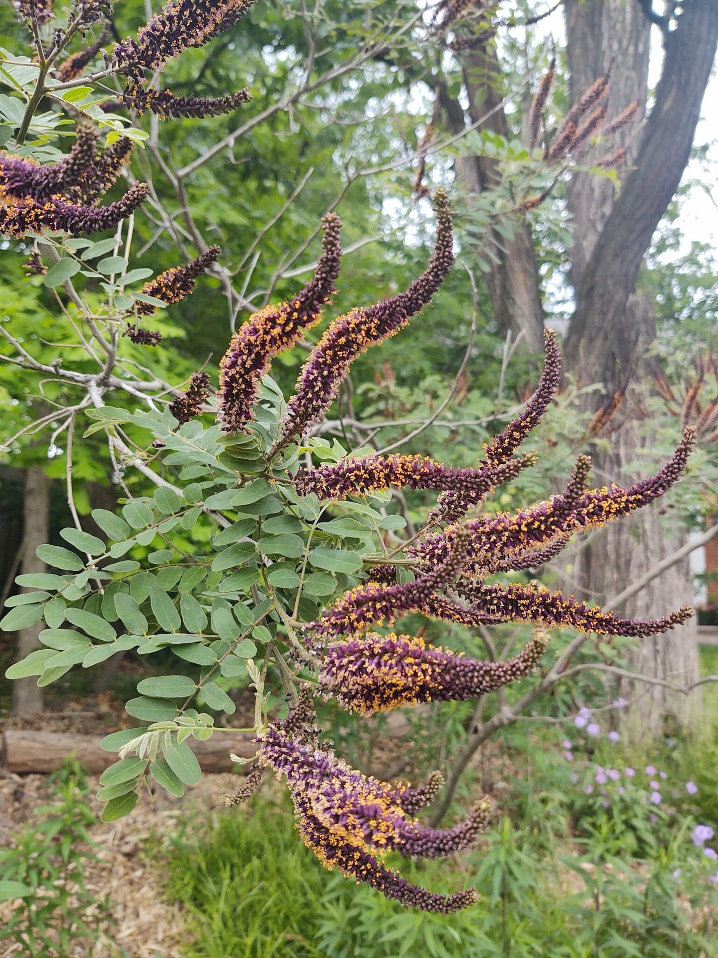 False Indigo Bush (Amorpha fruticosa)