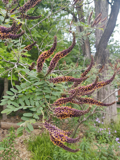 False Indigo Bush (Amorpha fruticosa)