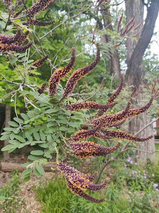 False Indigo Bush (Amorpha fruticosa)