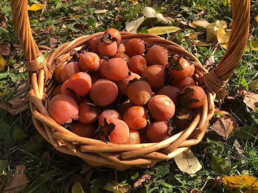 American Persimmon (Diospyros virginiana)