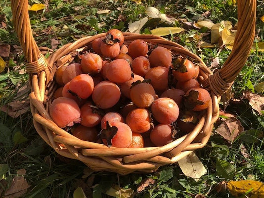 American Persimmon (Diospyros virginiana)
