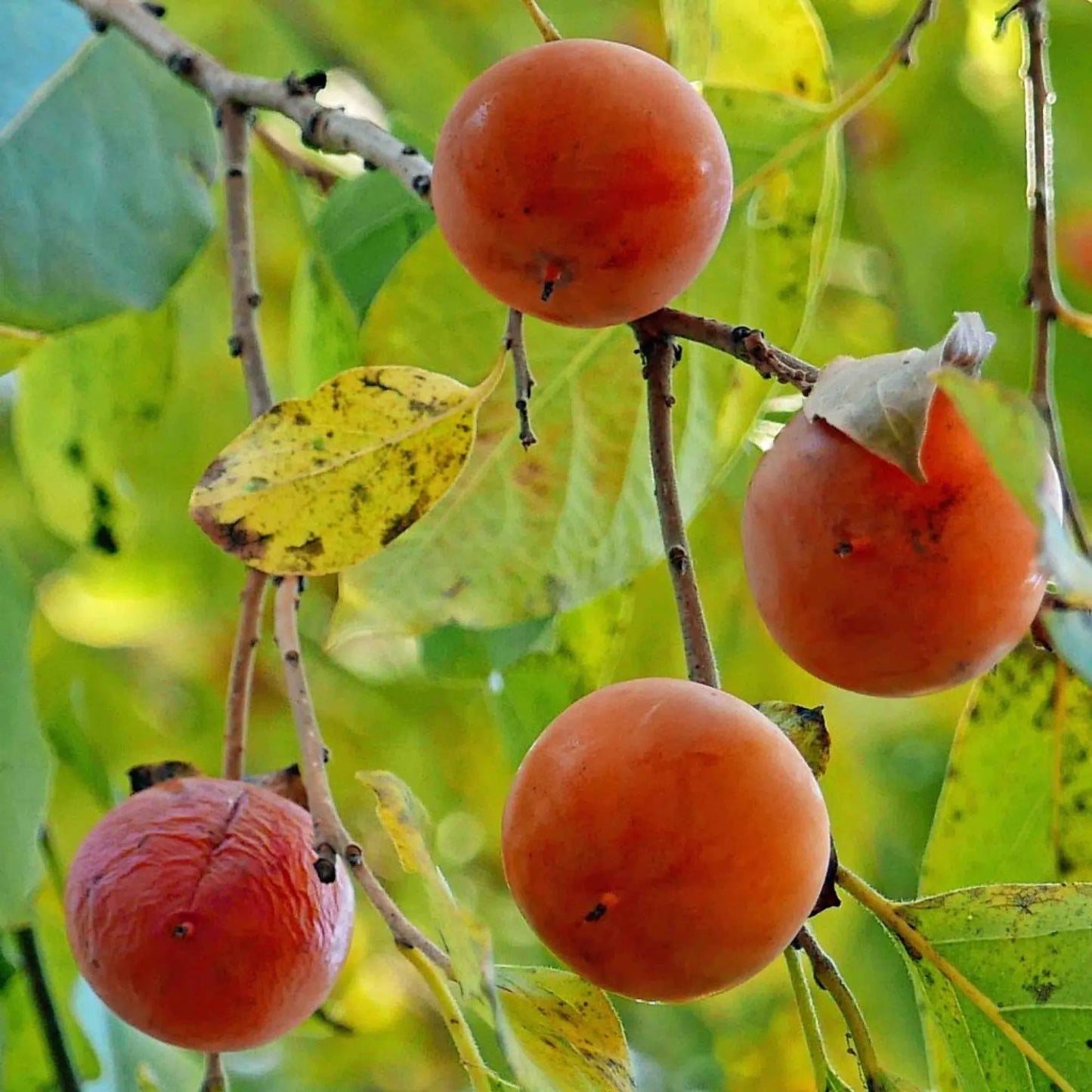 American Persimmon (Diospyros virginiana)