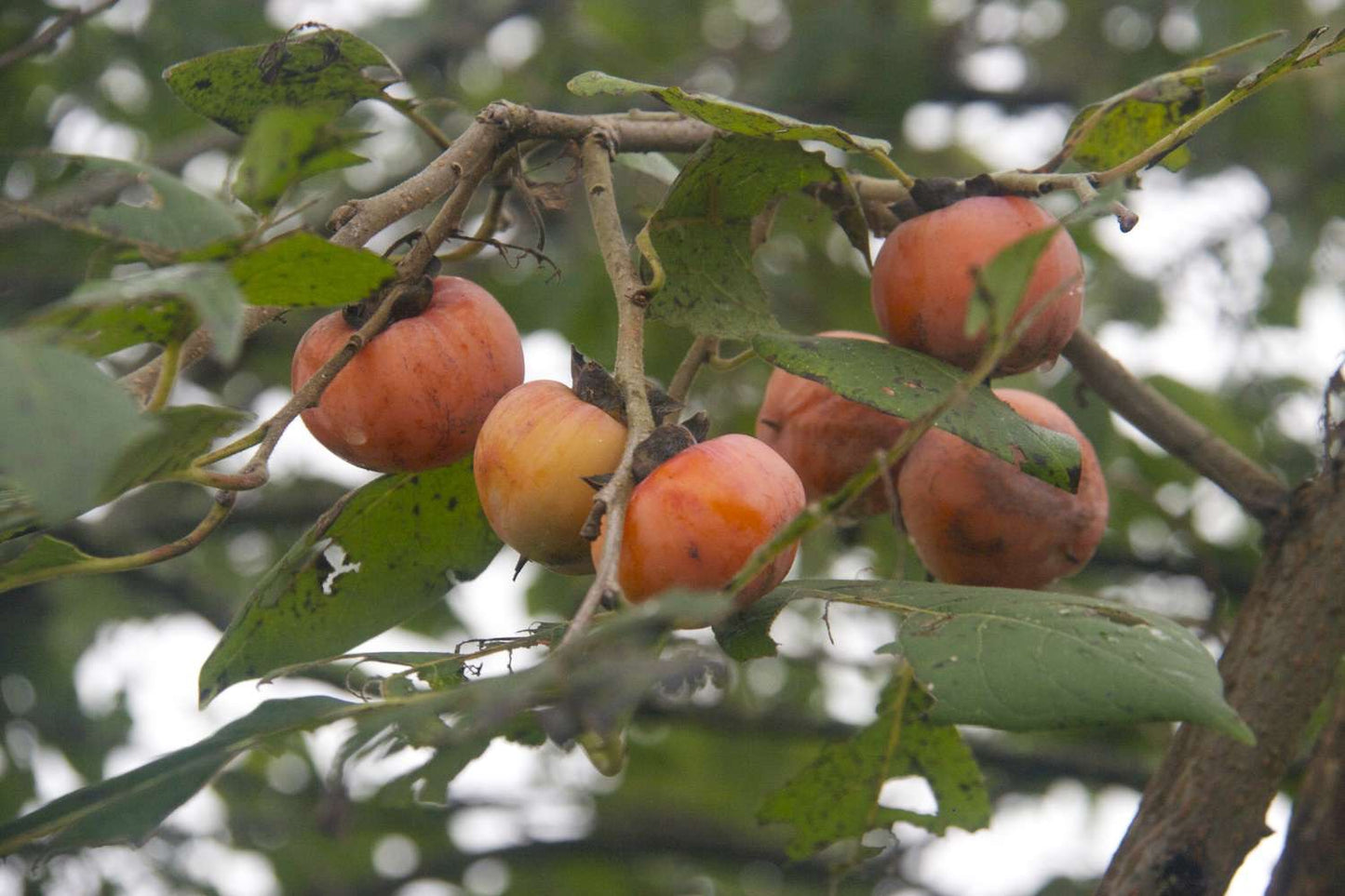 American Persimmon (Diospyros virginiana)