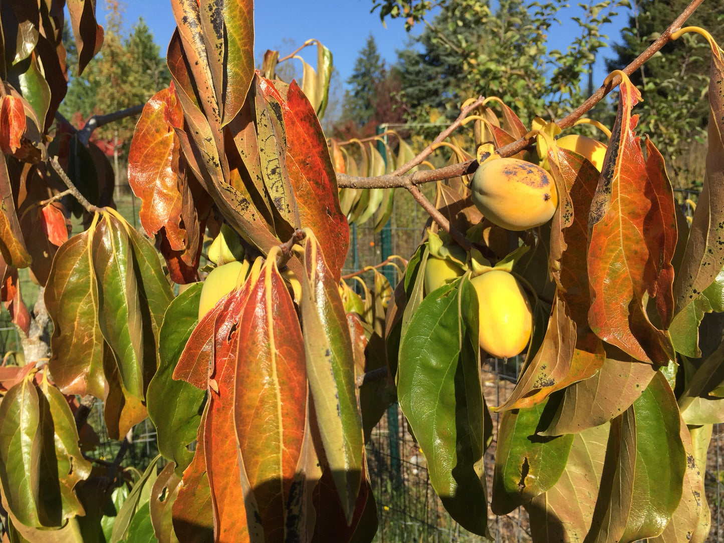American Persimmon (Diospyros virginiana)