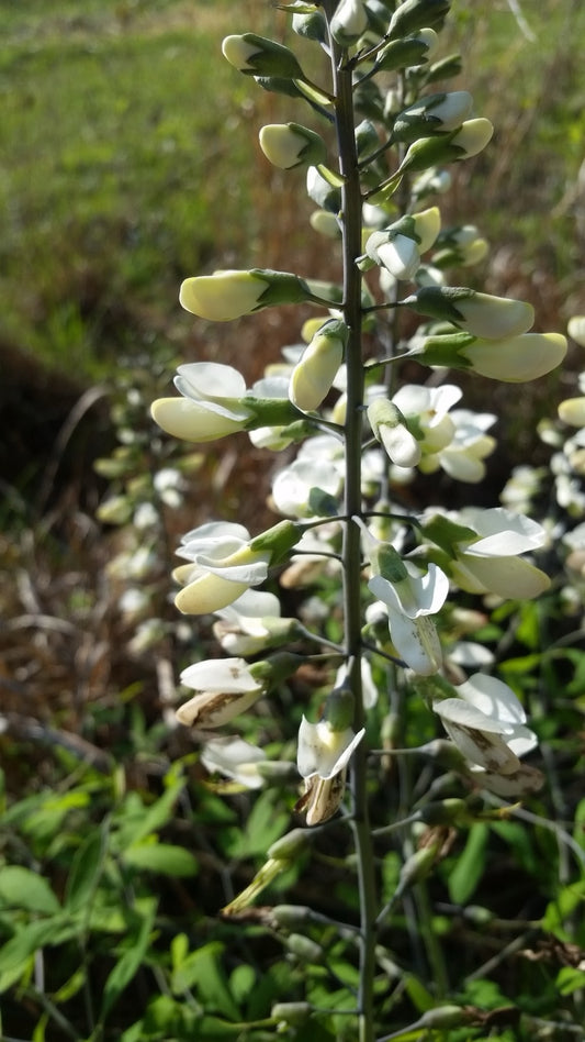 White Wild Indigo (Baptisia alba)