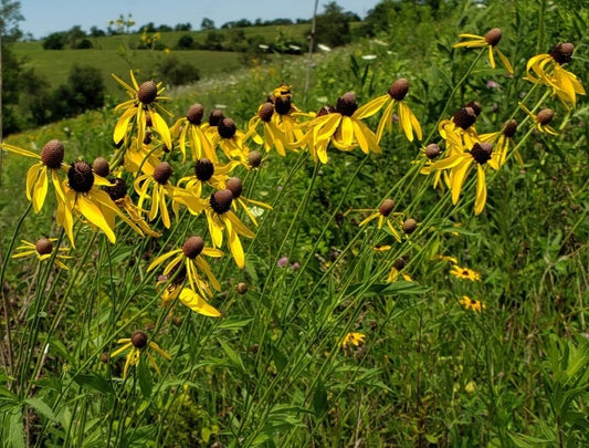 Grayhead Coneflower (Ratibida pinnata)