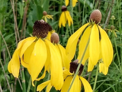 Grayhead Coneflower (Ratibida pinnata)
