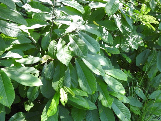 Pawpaw (Asimina triloba)