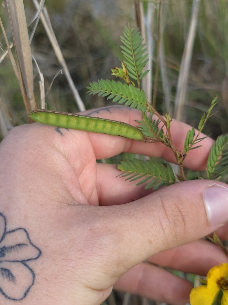 Partridge Pea (Chamaecrista fasciculata) - Annual