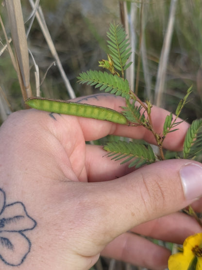 Partridge Pea (Chamaecrista fasciculata) - Annual