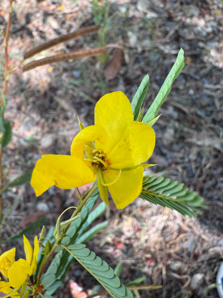 Partridge Pea (Chamaecrista fasciculata) - Annual