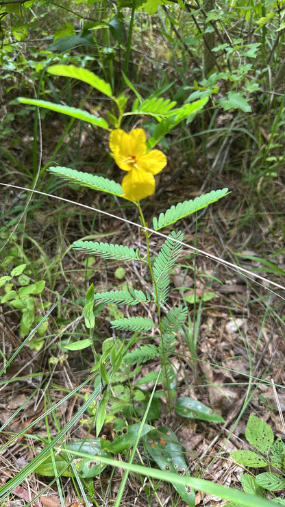 Partridge Pea (Chamaecrista fasciculata) - Annual