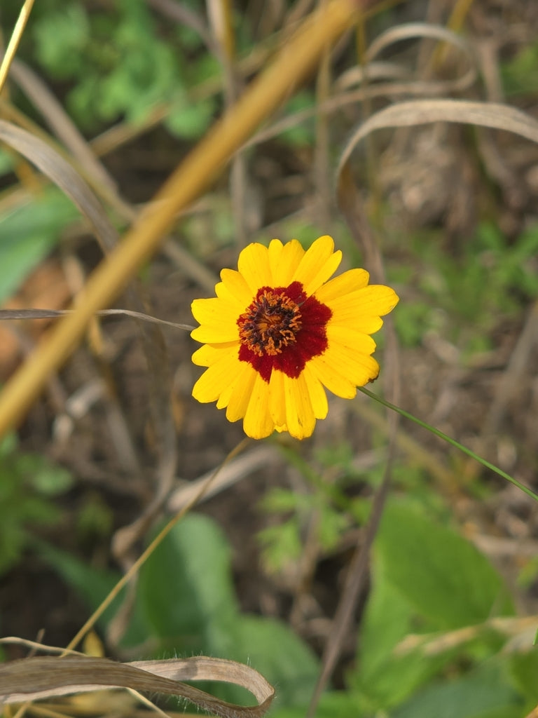 Plains Tickseed (Coreopsis tinctoria) - Annual