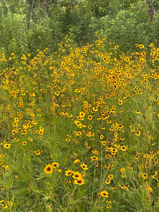 Plains Tickseed (Coreopsis tinctoria) - Annual
