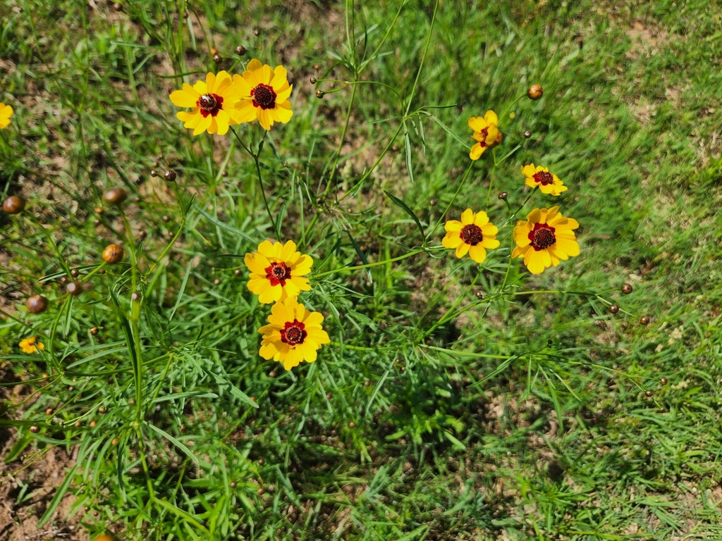 Plains Tickseed (Coreopsis tinctoria) - Annual