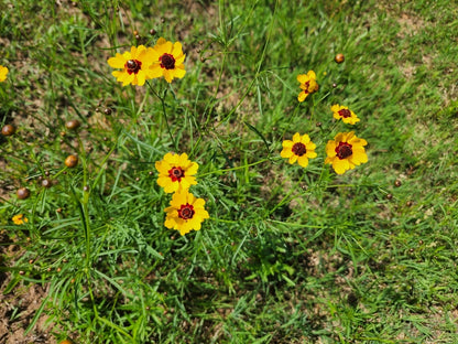 Plains Tickseed (Coreopsis tinctoria) - Annual