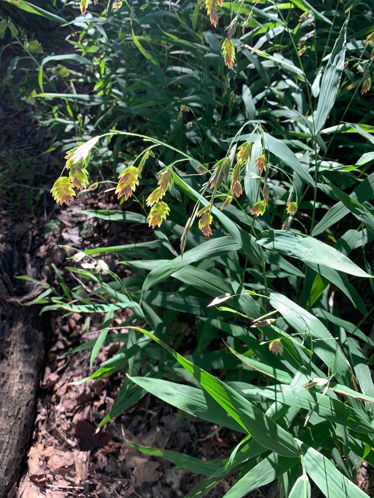 River Oats (Chasmanthium latifolium)