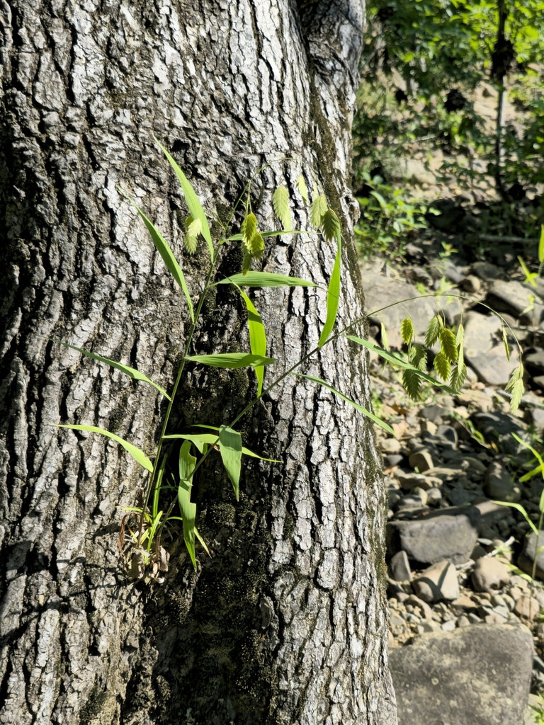 River Oats (Chasmanthium latifolium)