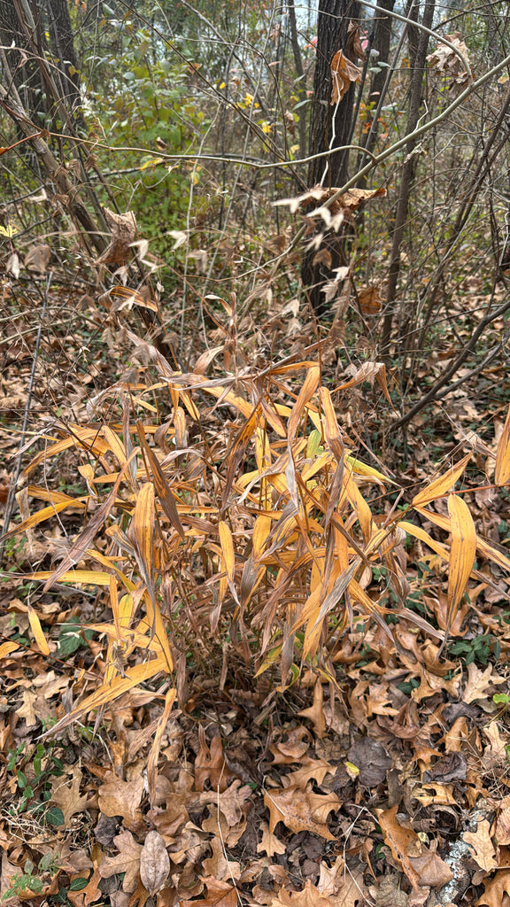 River Oats (Chasmanthium latifolium)