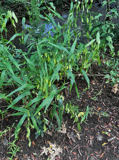 River Oats (Chasmanthium latifolium)