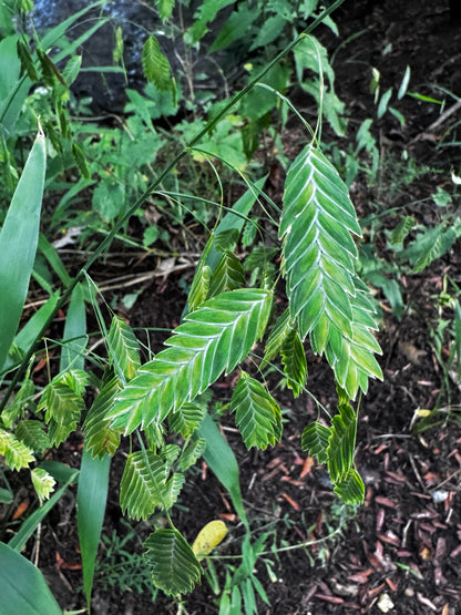 River Oats (Chasmanthium latifolium)