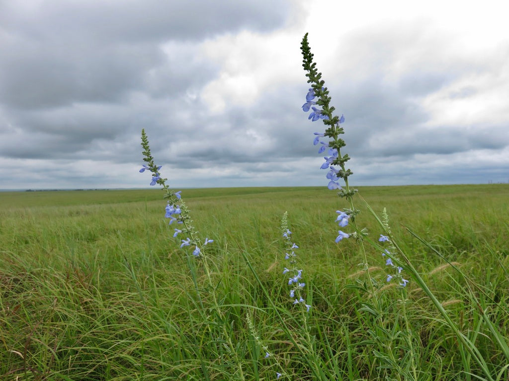 Azure Sage (Salvia azurea)