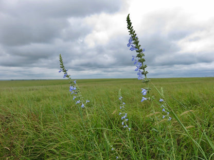 Azure Sage (Salvia azurea)