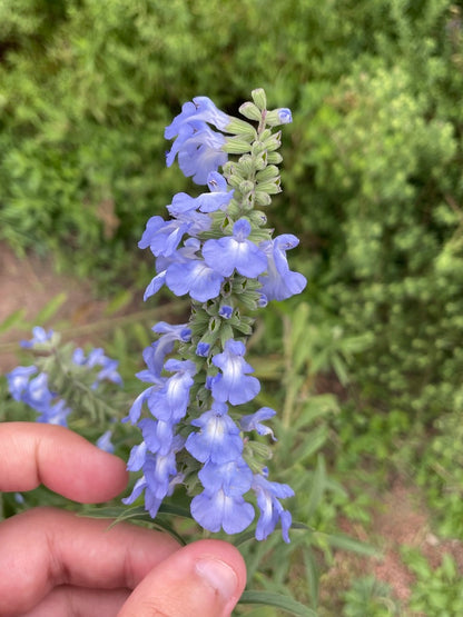 Azure Sage (Salvia azurea)