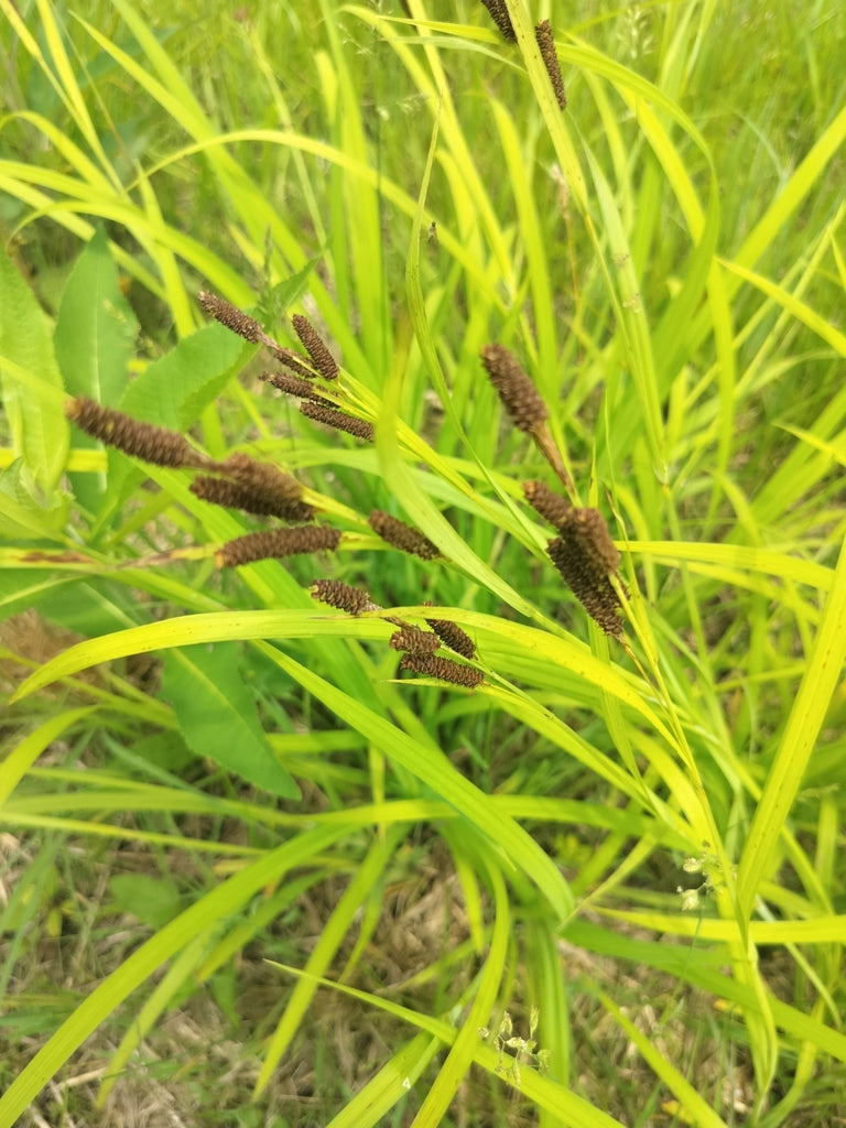 Short's Sedge (Carex shortiana)