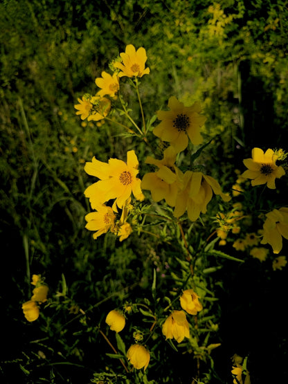 Swamp Marigold (Bidens aristosa) - Annual