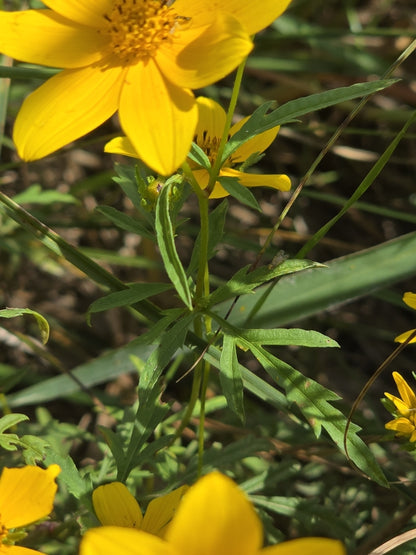Swamp Marigold (Bidens aristosa) - Annual