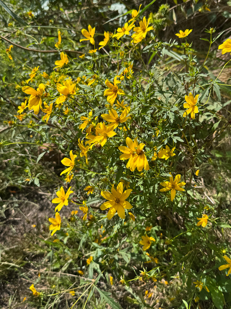 Swamp Marigold (Bidens aristosa) - Annual