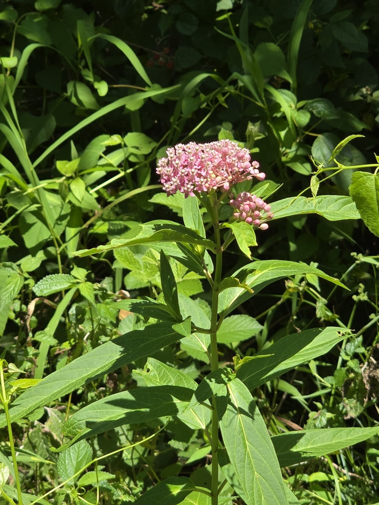 Swamp Milkweed	(Asclepias incarnata)