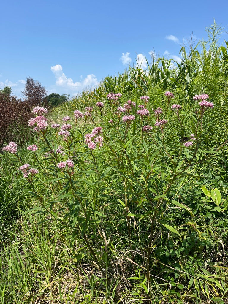 Swamp Milkweed	(Asclepias incarnata)