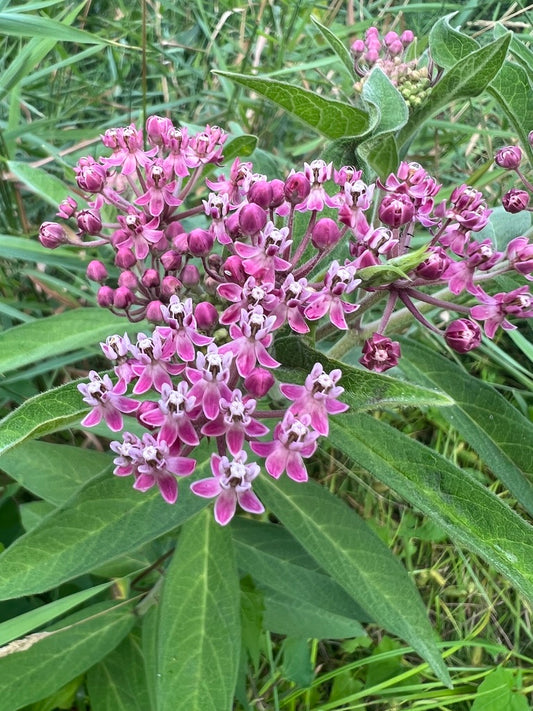 Swamp Milkweed	(Asclepias incarnata)