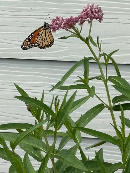 Swamp Milkweed	(Asclepias incarnata)