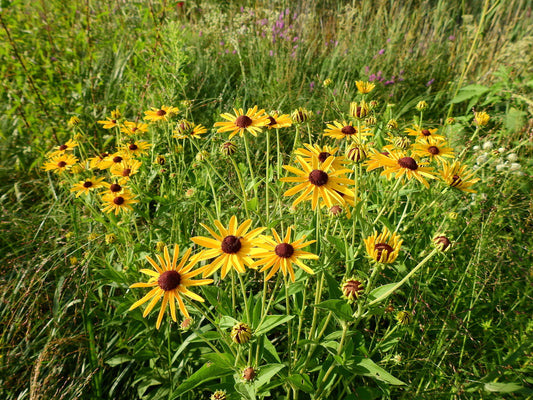 Sweet Black-eyed Susan (Rudbeckia subtomentosa)