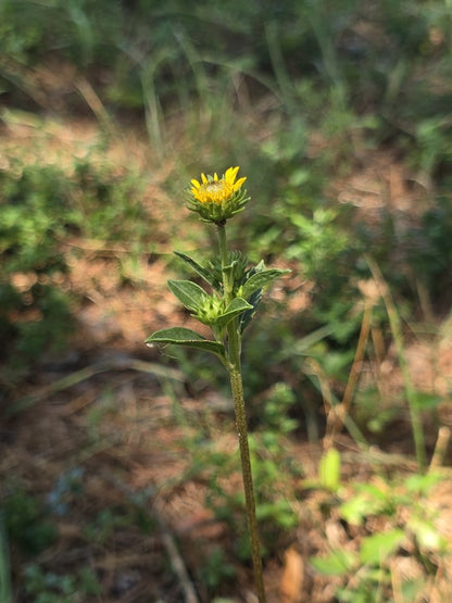 Western Sunflower (Helianthus occidentalis)