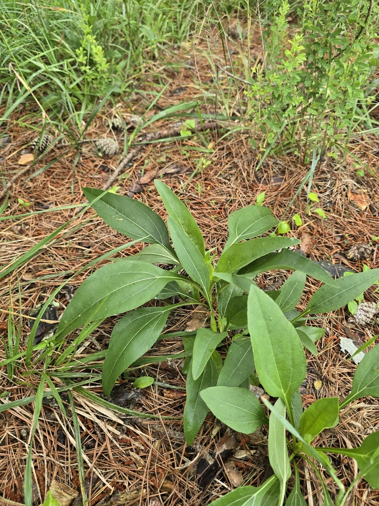 Western Sunflower (Helianthus occidentalis)