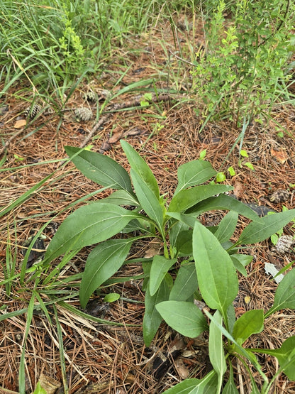 Western Sunflower (Helianthus occidentalis)