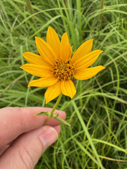 Western Sunflower (Helianthus occidentalis)