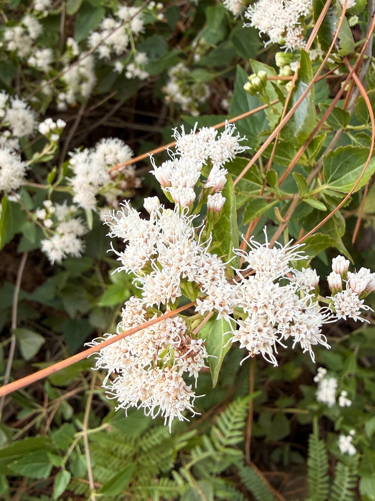 White Snakeroot (Ageratina altissima)