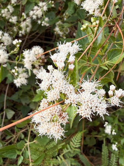 White Snakeroot (Ageratina altissima)