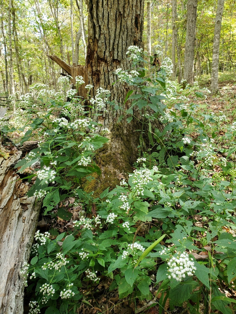 White Snakeroot (Ageratina altissima)